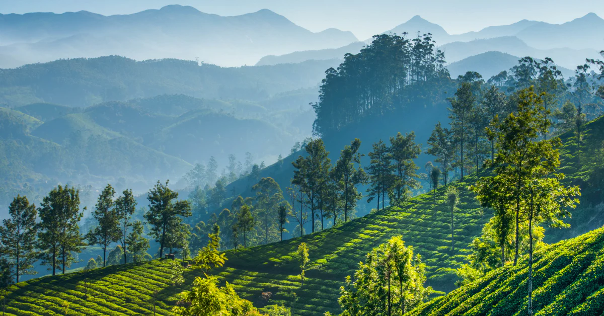 Nilgiris